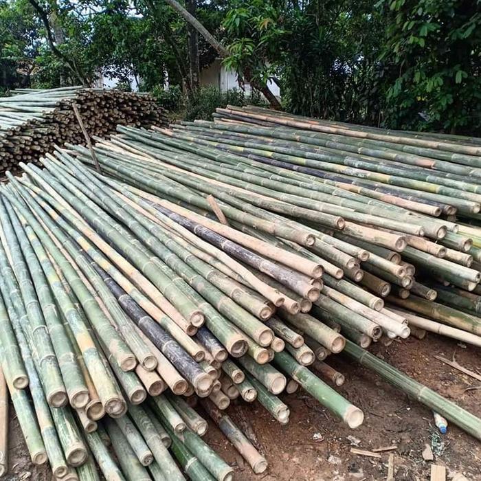 Bambu 6 sampai 8