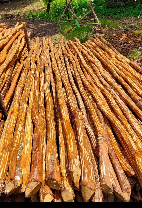 Stok Dolken Puspa ukuran 5 sampai 7 cm dari UD Murdoni Rouf Abadi